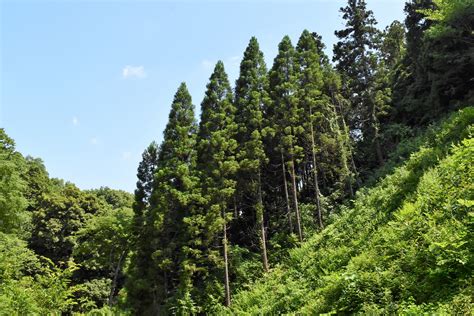 杉的種類|スギ／すぎ／杉